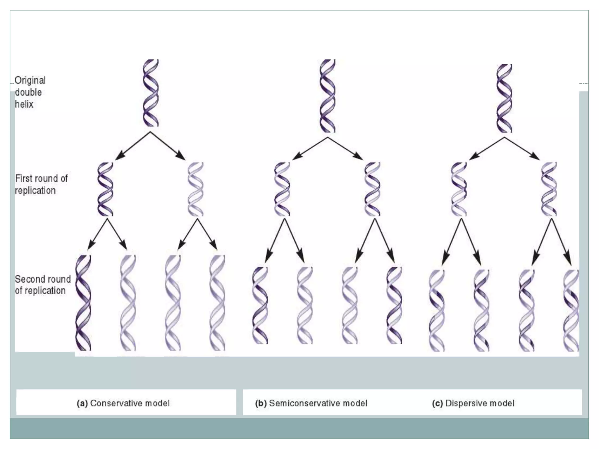 Dna replication in eukaryotes pptx