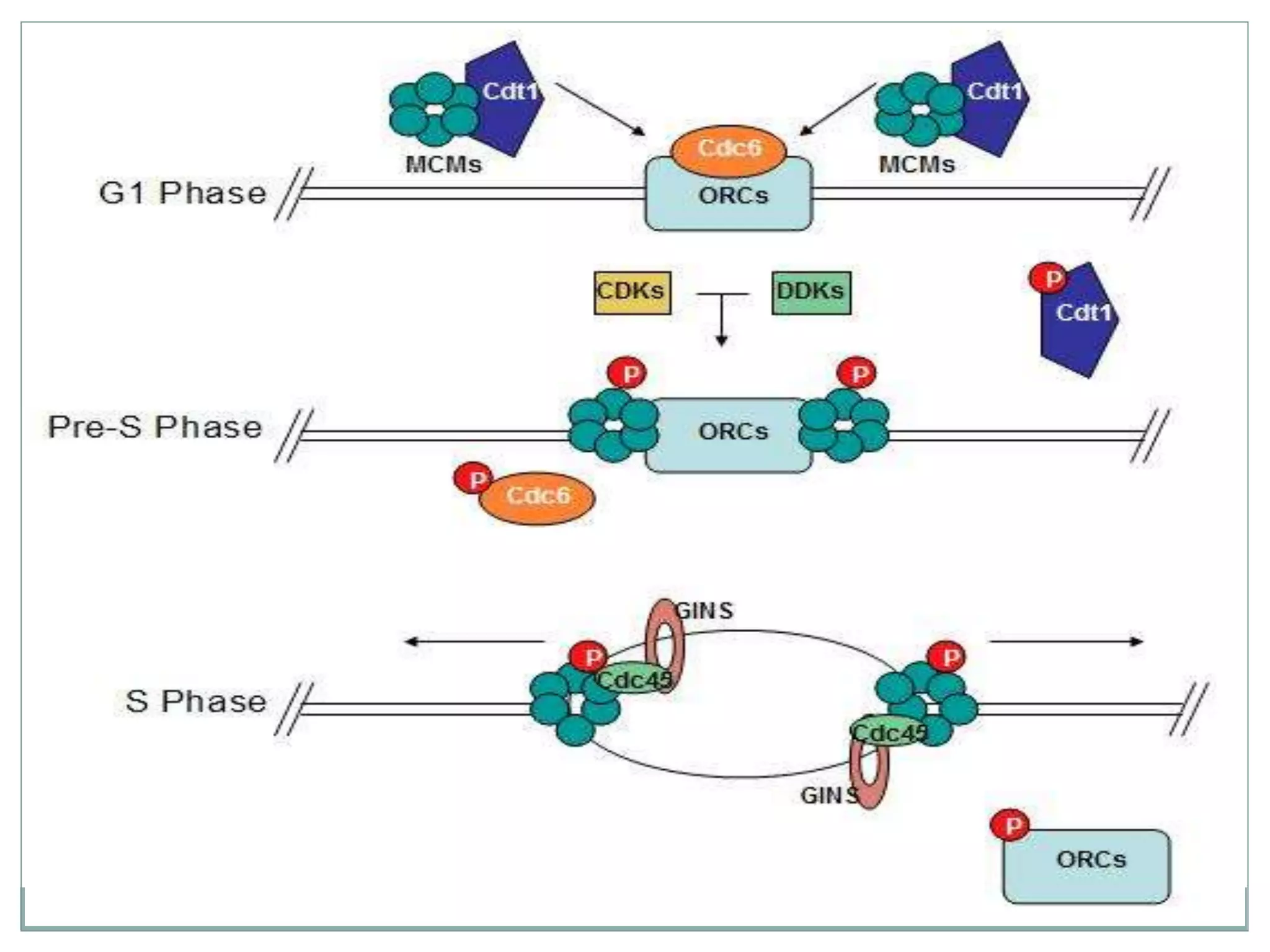 Dna replication in eukaryotes pptx