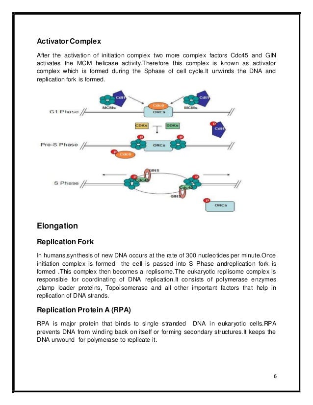 DNA replication in eukaryotes