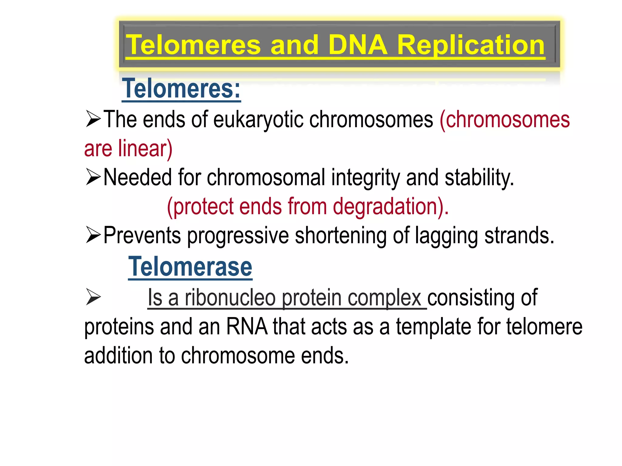 Dna replication in eukaryotes | PPT