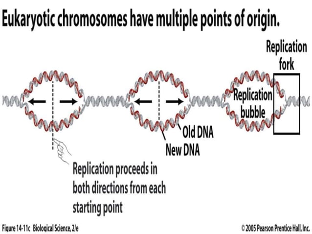 Dna replication in eukaryotes | PPT | Chemistry | Science