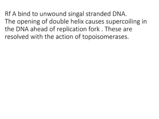 Rf A bind to unwound singal stranded DNA.
The opening of double helix causes supercoiling in
the DNA ahead of replication fork . These are
resolved with the action of topoisomerases.
 