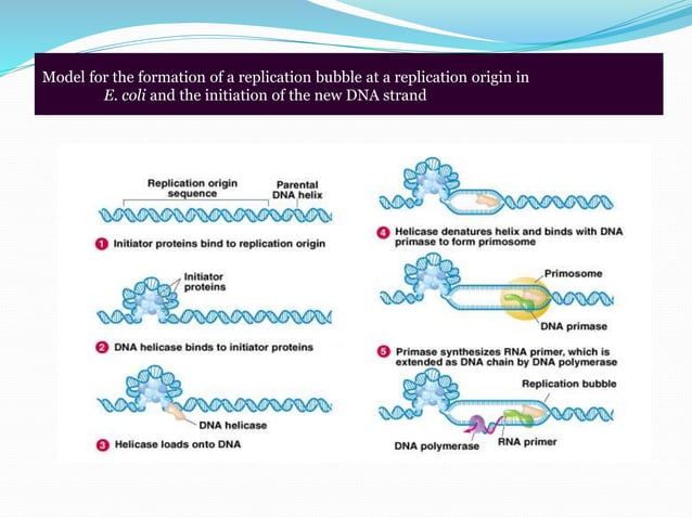Dna replication in prokaryotes | PPTX | Chemistry | Science
