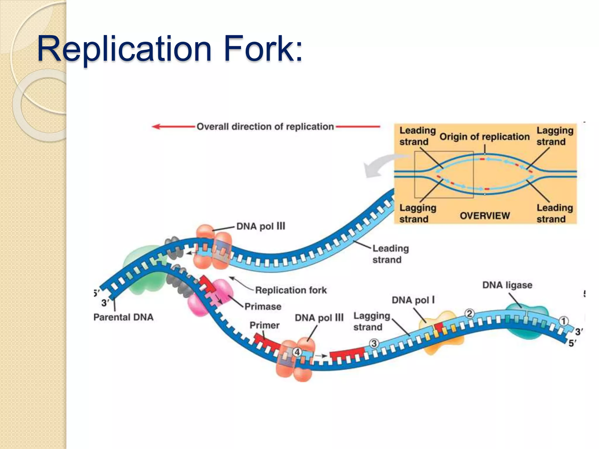 Dna replication in prokaryotes | PPT