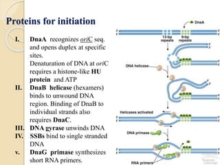 Dna replication in prokaryotes | PPTX