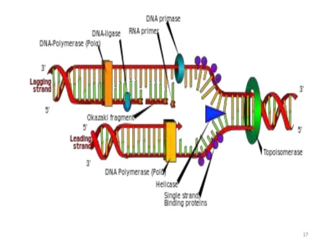 Dna replication in prokaryotes