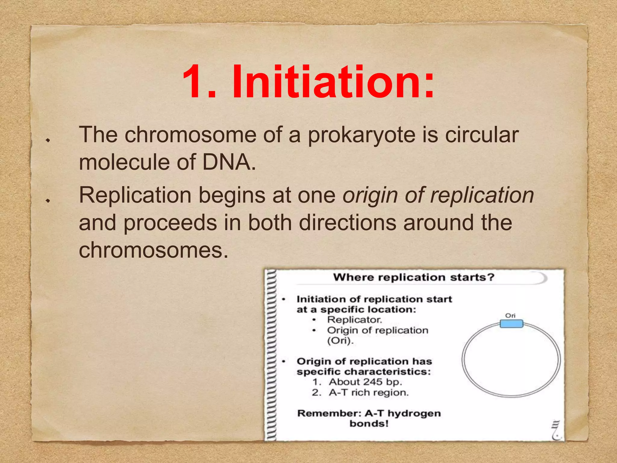 Dna Replication In Prokaryotes | PPT
