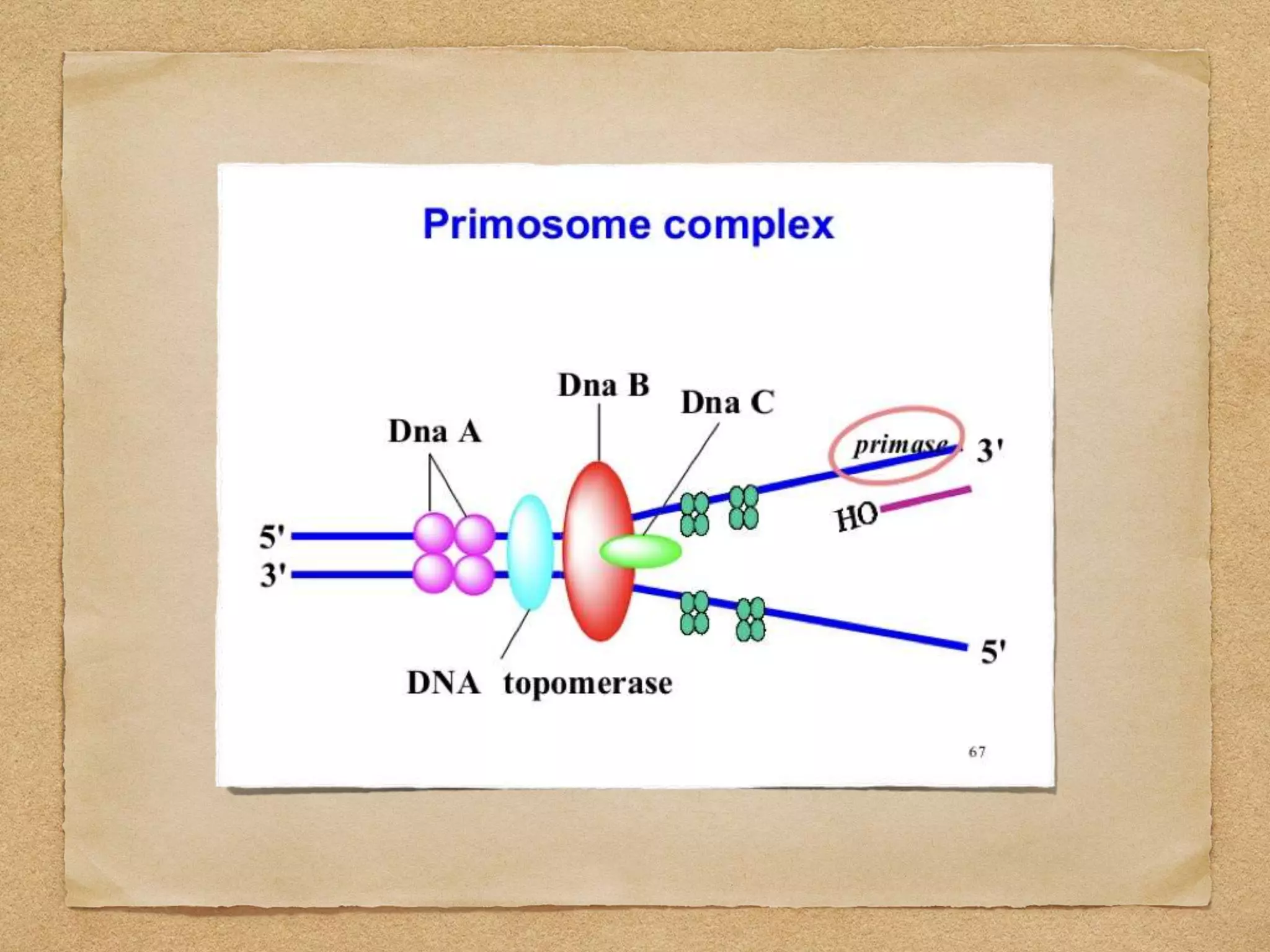 Dna Replication In Prokaryotes | PPT