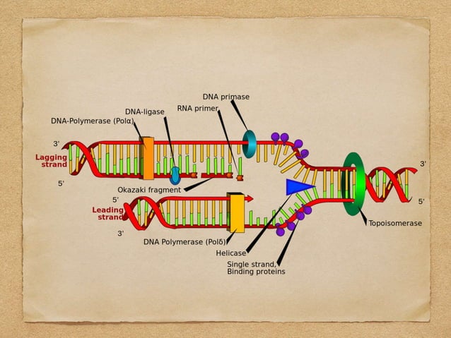 Dna Replication In Prokaryotes | PPT