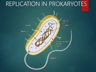 Dna replication in prokaryotes | PPTX