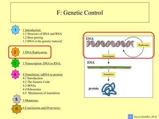 F: Genetic Control
1 Introduction:
1.1 Structure of DNA and RNA
1.2 Base pairing
1.3 DNA is the genetic material
2 DNA Replication:
3 Transcription: DNA to RNA:
4 Translation: mRNA to protein:
4.1 Introduction
4.2 The Genetic Code
4.3 tRNAs
4.4 Ribosomes
4.5 Mechanism of translation
5 Mutations:
6 Conclusions and Overviews:
1
2
3
4
5
Xavier DANIEL, Ph.D.
A
 