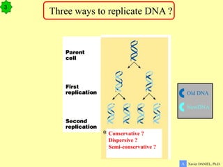 Conservative ?
Dispersive ?
Semi-conservative ?
Xavier DANIEL, Ph.D.
A
3
Three ways to replicate DNA ?
Old DNA
NewDNA
 
