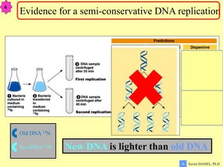 Xavier DANIEL, Ph.D.
A
Evidence for a semi-conservative DNA replication
4
New DNA is lighter than old DNA
Old DNA 15N
NewDNA 14N
 