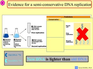 Xavier DANIEL, Ph.D.
A
Evidence for a semi-conservative DNA replication
4
New DNA is lighter than old DNA
Old DNA 15N
NewDNA 14N
 