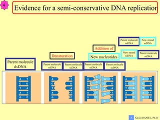 Parent molecule
dsDNA
Parent molecule
ssDNA
Parent molecule
ssDNA
Parent molecule
ssDNA
Parent molecule
ssDNA
New nucleotides
Parent molecule
ssDNA
New strand
ssDNA
Parent molecule
ssDNA
New strand
ssDNA
Denaturation
Addition of
Xavier DANIEL, Ph.D.
A
Evidence for a semi-conservative DNA replication
4
 