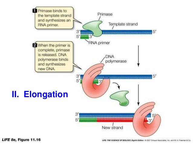 Dna replication lec (2)
