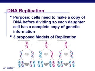 Comprehensive Overview of DNA Replication Mechanisms and Enzymes in AP ...