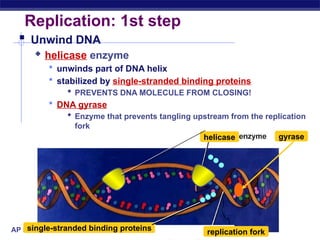 Comprehensive Overview of DNA Replication Mechanisms and Enzymes in AP ...
