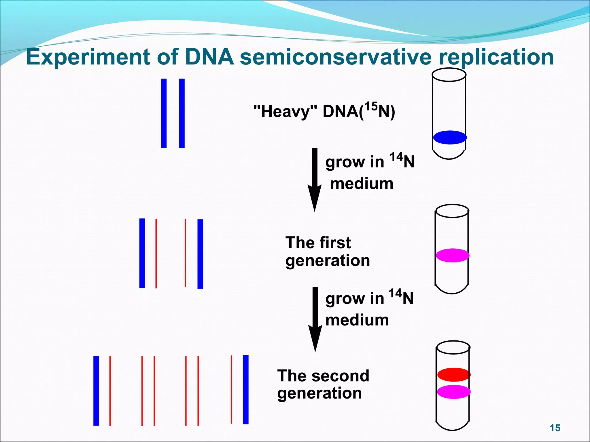 Dna replication lgis | PPT