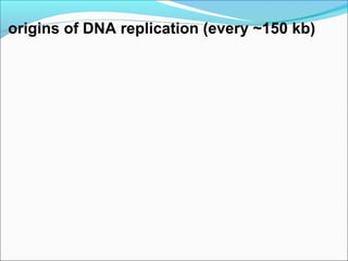 origins of DNA replication (every ~150 kb)
 
