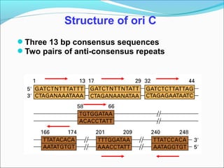Three 13 bp consensus sequences
Two pairs of anti-consensus repeats
Structure of ori C
 