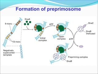 Formation of preprimosome
 
