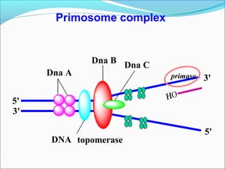 Dna A
Dna B
Dna C
DNA topomerase
5'
3'
3'
5'
primase
Primosome complex
 