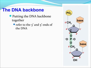 Dna replication lgis | PPT