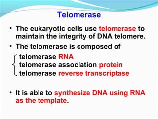• The eukaryotic cells use telomerase to
maintain the integrity of DNA telomere.
• The telomerase is composed of
telomerase RNA
telomerase association protein
telomerase reverse transcriptase
• It is able to synthesize DNA using RNA
as the template.
Telomerase
 