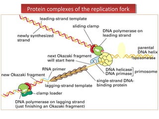 Protein complexes of the replication forkProtein complexes of the replication fork
 