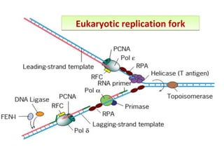 Eukaryotic replication forkEukaryotic replication fork
 