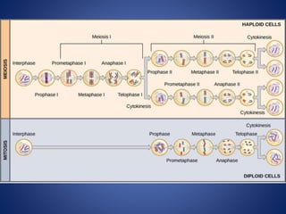 Dna replication, mitosis and the cell cycle | PPTX