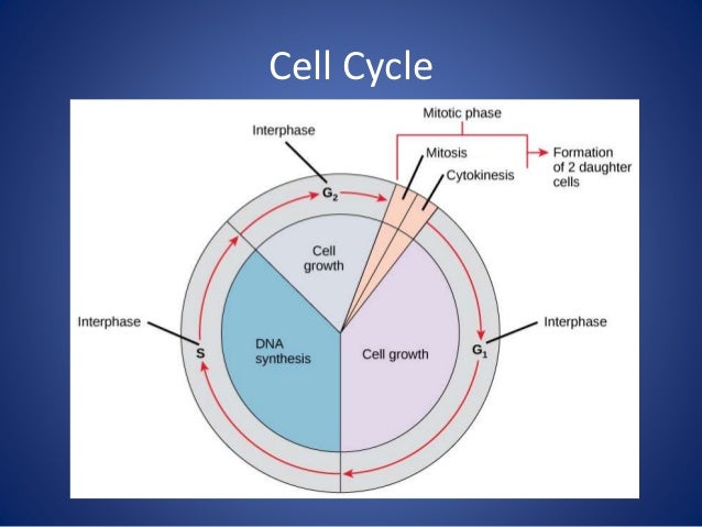Dna replication, mitosis and the cell cycle