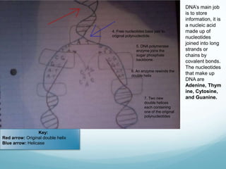 Dna replication model | PPTX