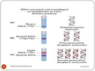 6/15/2013DNA REPLICATION Part-I15
 