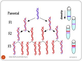 6/15/2013DNA REPLICATION Part-I17
 