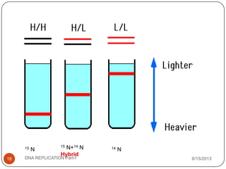 6/15/2013DNA REPLICATION Part-I18
15 N 14 N
15 N+14 N
Hybrid
 