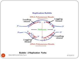 Bubble : 2 Replication Forks
6/15/2013DNA REPLICATION Part-I22
 