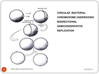 CIRCULAR BACTERIAL
CHROMOSOME UNDERGOING
BIDIRECTIONAL
SEMICONSERVATIVE
REPLICATION
6/15/2013DNA REPLICATION Part-I23
 