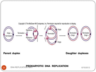 6/15/2013DNA REPLICATION Part-I24
PROKARYOTIC DNA REPLICATION
Parent duplex Daughter duplexes
 