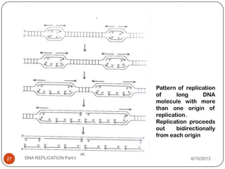 Pattern of replication
of long DNA
molecule with more
than one origin of
replication.
Replication proceeds
out bidirectionally
from each origin
6/15/2013DNA REPLICATION Part-I27
 
