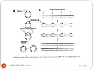 6/15/2013DNA REPLICATION Part-I28
 