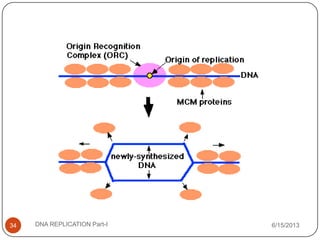 6/15/2013DNA REPLICATION Part-I34
 