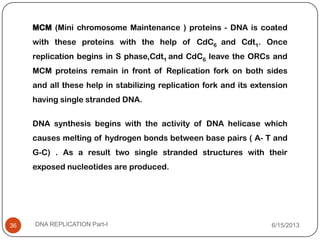 MCM (Mini chromosome Maintenance ) proteins - DNA is coated
with these proteins with the help of CdC6 and Cdt1. Once
replication begins in S phase,Cdt1 and CdC6 leave the ORCs and
MCM proteins remain in front of Replication fork on both sides
and all these help in stabilizing replication fork and its extension
having single stranded DNA.
DNA synthesis begins with the activity of DNA helicase which
causes melting of hydrogen bonds between base pairs ( A- T and
G-C) . As a result two single stranded structures with their
exposed nucleotides are produced.
6/15/2013DNA REPLICATION Part-I36
 