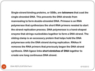 Single-strand binding proteins, or SSBs, are tetramers that coat the
single-stranded DNA. This prevents the DNA strands from
reannealing to form double-stranded DNA. Primase is an RNA
polymerase that synthesizes the short RNA primers needed to start
the strand replication process. DNA polymerase is a hand-shaped
enzyme that strings nucleotides together to form a DNA strand. The
sliding clamp is an accessory protein that helps hold the DNA
polymerase onto the DNA strand during replication. RNAse H
removes the RNA primers that previously began the DNA strand
synthesis. DNA ligase links short stretches of DNA together to
create one long continuous DNA strand.
6/15/2013DNA REPLICATION Part-I39
 