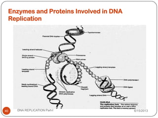 6/15/2013DNA REPLICATION Part-I40
Enzymes and Proteins Involved in DNA
Replication
 