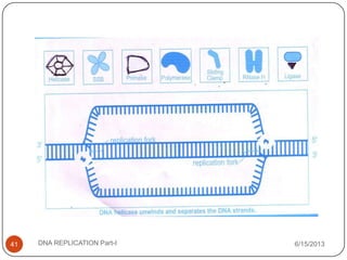 6/15/2013DNA REPLICATION Part-I41
 