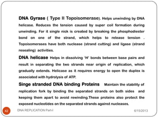 DNA Gyrase ( Type II Topoisomerase). Helps unwinding by DNA
helicase. Reduces the tension caused by super coil formation during
unwinding. For it single nick is created by breaking the phosphodiester
bond on one of the strand, which helps to release tension .
Topoisomerases have both nuclease (strand cutting) and ligase (strand
resealing) activities.
DNA helicase Helps in dissolving ‘H’ bonds between base pairs and
result in separating the two strands near origin of replication, which
gradually extends. Helicase as it requires energy to open the duplex is
associated with hydrolysis of ATP.
Singe stranded DNA binding Proteins Maintain the stability of
replication fork by binding the separated strands on both sides and
keeping them apart to avoid rewinding.These proteins also protect the
exposed nucleotides on the separated strands against nucleases.
6/15/2013DNA REPLICATION Part-I42
 