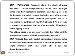DNA Polymerase Proceeds along the single stranded
templates , recruit complementary dNTPs, form Hydrogen
bonds with their appropriate complementary base present on
the template and catalyze phosphodiester bond with previous
nucleotide of the same strand.In prokaryotes DP III is
responsible for synthesis of new DNA strands .DP I is involved
in replacing deoxyribonucleotides after removal of RNA primers
on the lagging strand.
The sliding clamp is an accessory protein that helps hold the
DNA polymerase onto the DNA strand during replication.
RNA Primase Is actually part of aggregates of proteins called
primosomes. This enzyme attaches a small RNA primer to the
single stranded DNA onto which DP III can add
deoxyribonucleotides.
6/15/2013DNA REPLICATION Part-I43
 