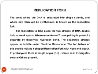 REPLICATION FORK
The point where the DNA is separated into single strands, and
where new DNA will be synthesized, is known as the replication
fork.
For replication to take place the two strands of DNA double
helix at weak spots ( Where more A------- T base pairing is present )
separate by dissolving Hydrogen bond. The separated strands
appear as bubble under Electron Microscope. The two halves of
this bubble look as Y shaped Replication Fork with Neck and Mouth.
In prokaryotes there is single origin (Ori) , where as in Eukaryotes
several Ori are present.
6/15/2013DNA REPLICATION Part-I45
 